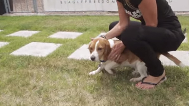 amazing beagle rescue