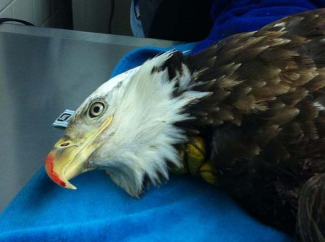 bald eagle rescue at vet