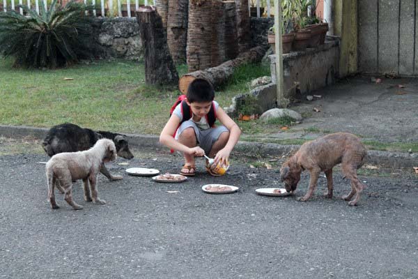 happy animals club