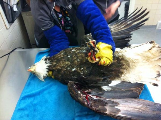 bald eagle rescue at vet