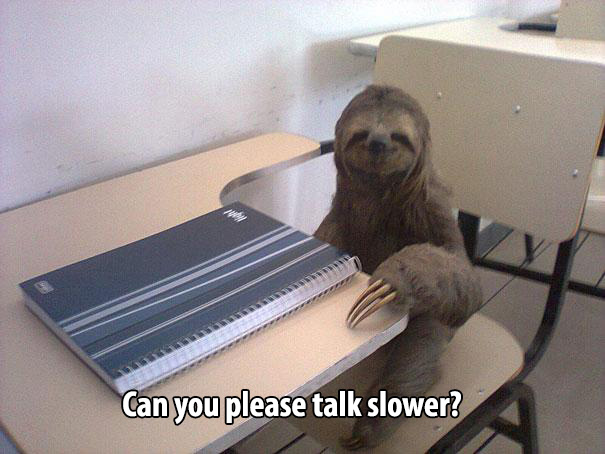 22 Animals That Think They're Human 22 Animals That Think They're Human