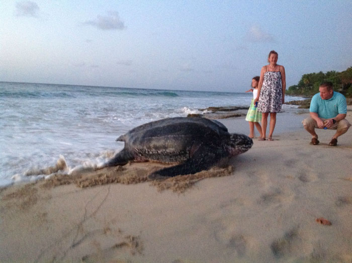 sea turtle crashes wedding