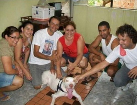 pitbull rescued