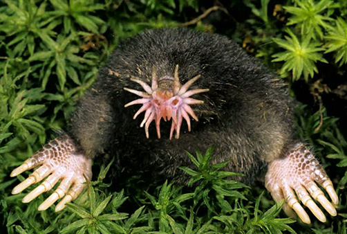 22 Cute And Creepy Animals You Never Knew Existed