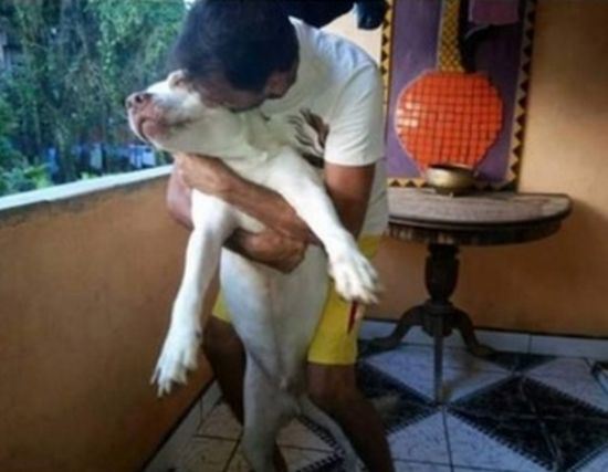 pitbull rescued