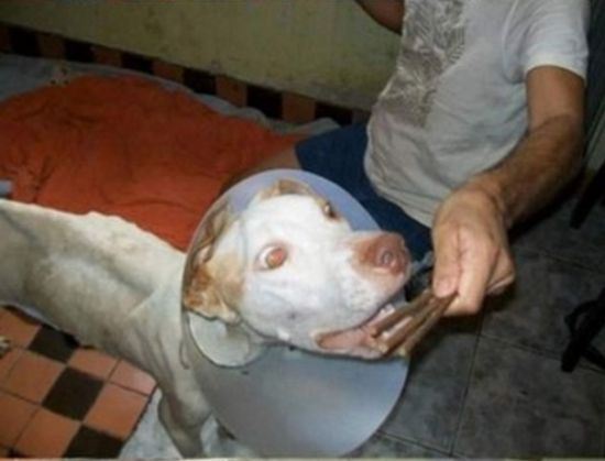 pitbull rescued