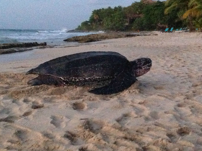 sea turtle crashes wedding