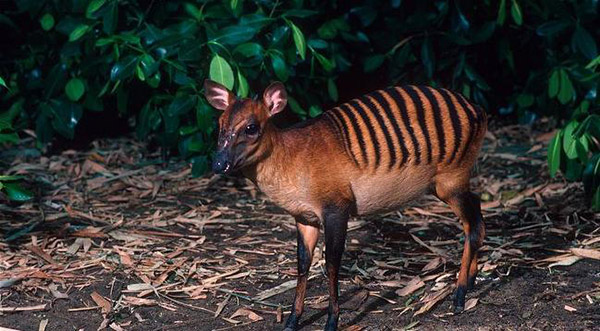22 Cute And Creepy Animals You Never Knew Existed