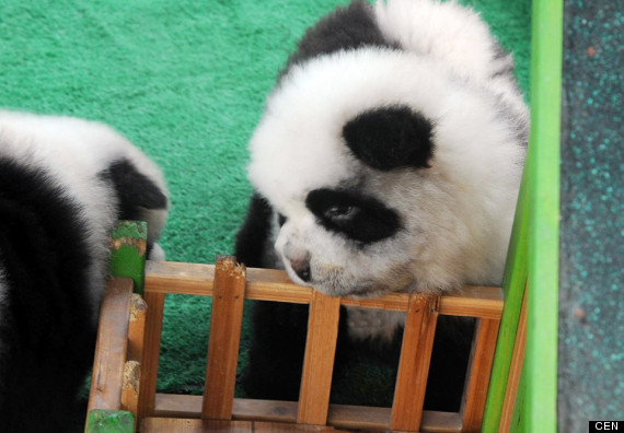 The Panda Dog Is Taking Over China... But It's Not What