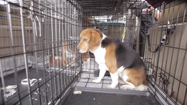 amazing beagle rescue