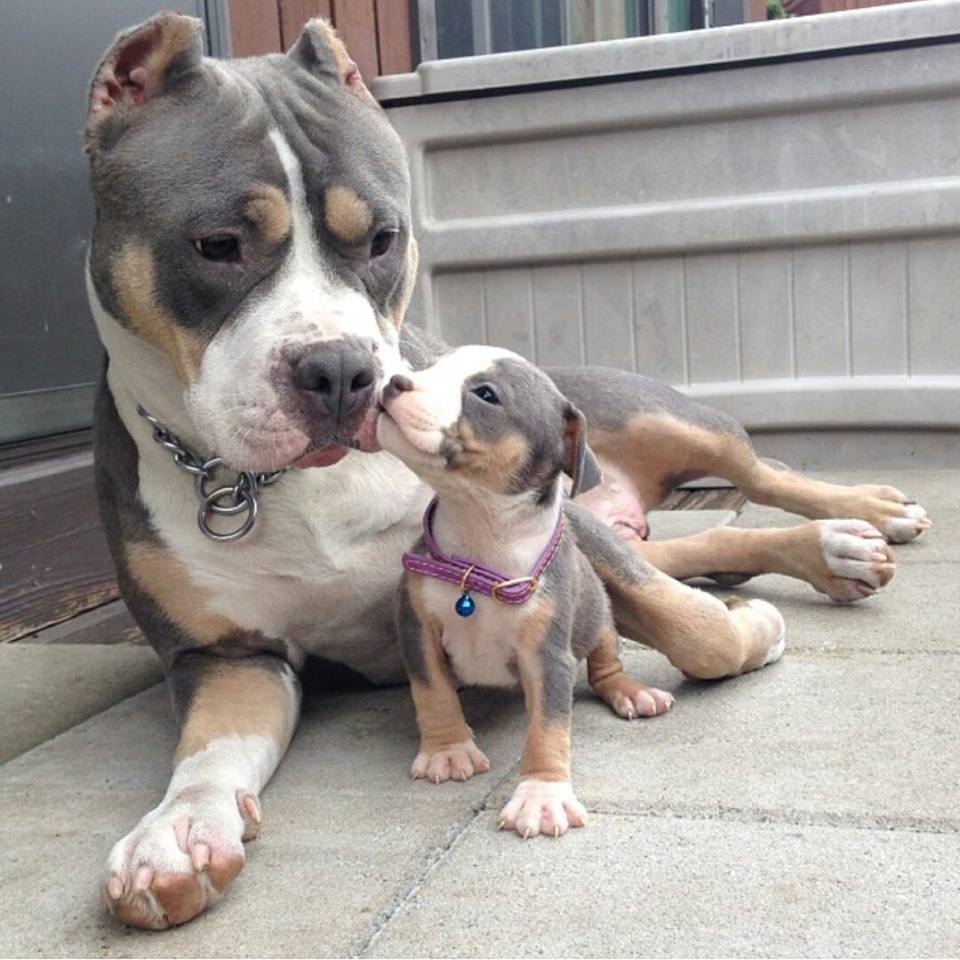 Pit Bull and Pit Baby