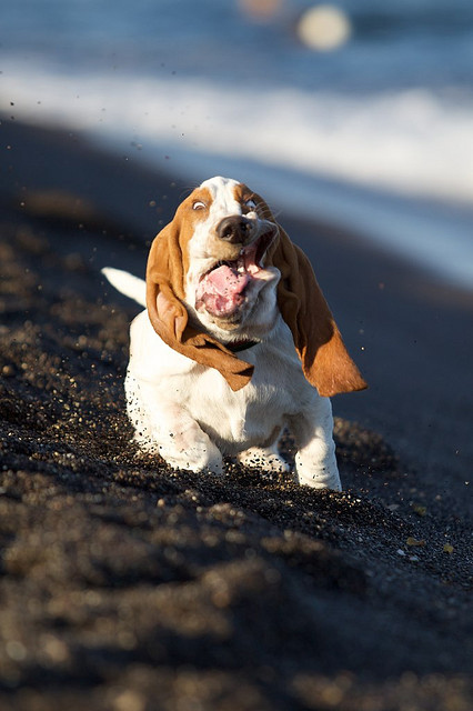 basset hound running face