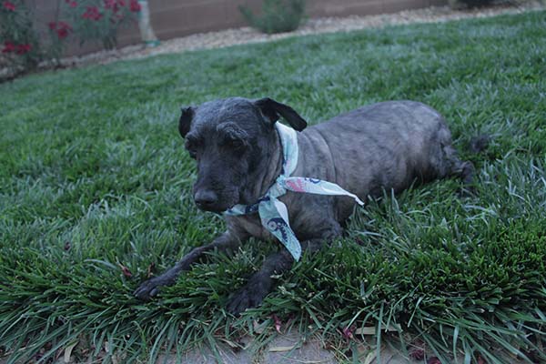 dog dreadlocks