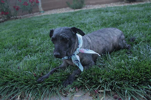 dog dreadlocks