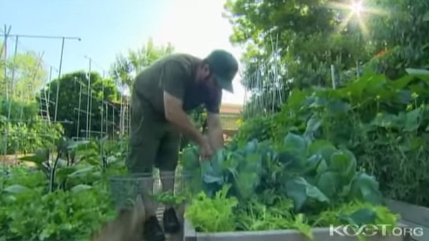 urban farming