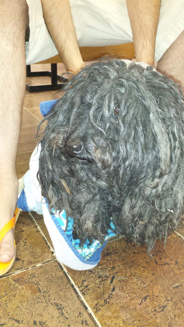 dog dreadlocks