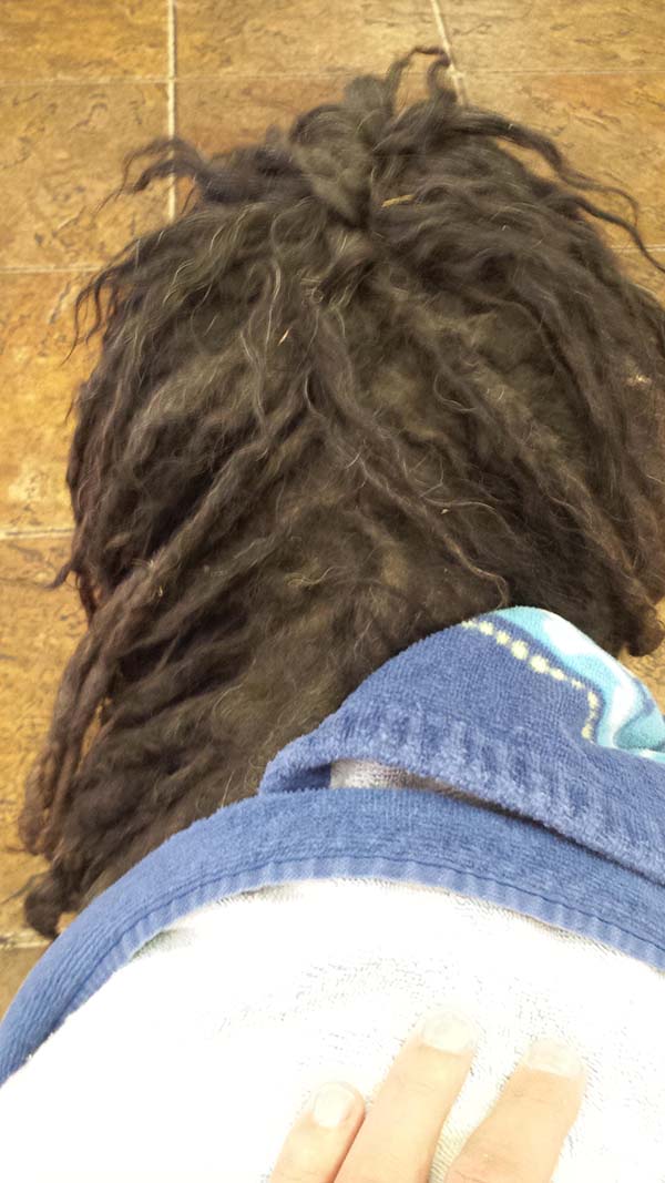 dog dreadlocks