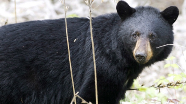 bear eats cupcakes