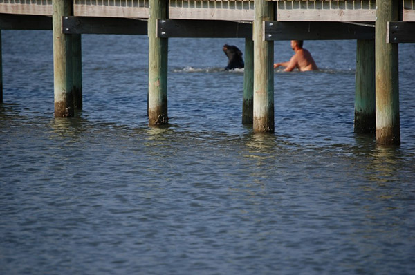 man saves bear from drowning