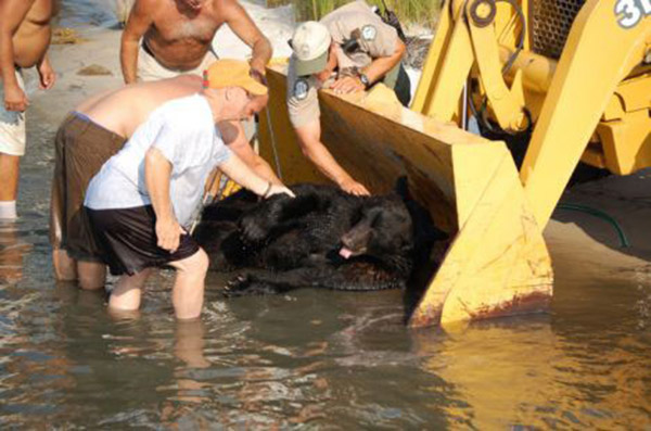 man saves bear from drowning