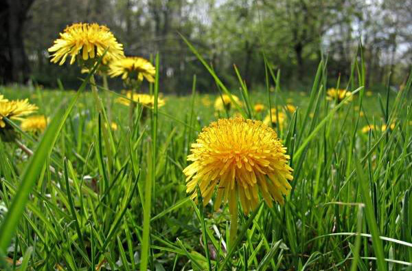 dandelions eat