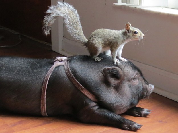 16 Reasons Pigs Make Amazing Pets