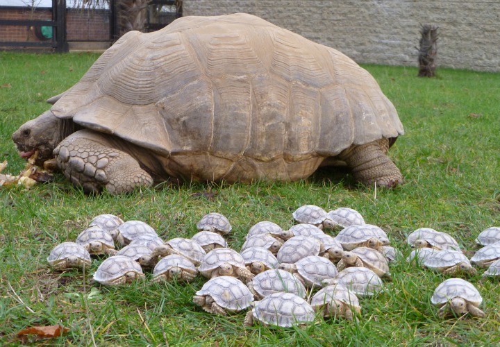 herd of tortoises