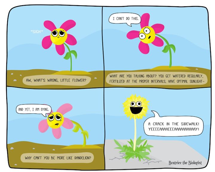 Story of my life. Flowers vs weeds