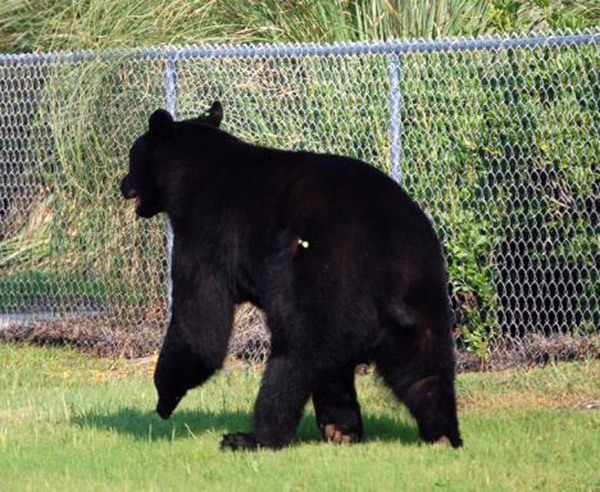 man saves bear from drowning