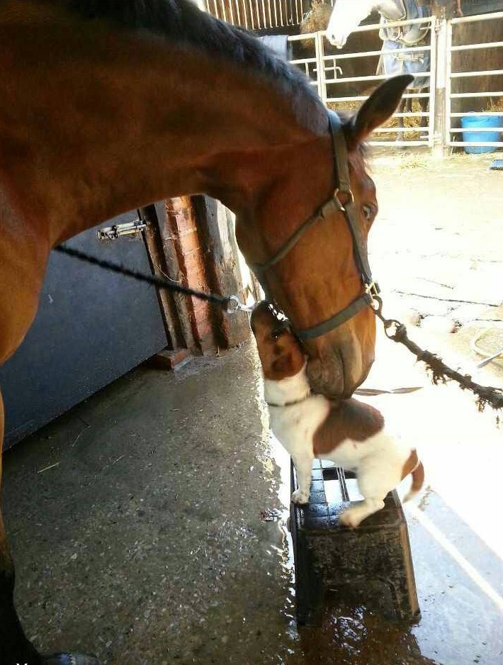 horse and dog friends