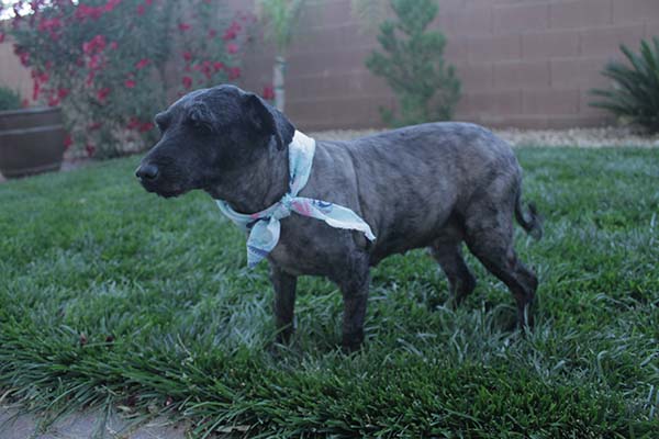 dog dreadlocks