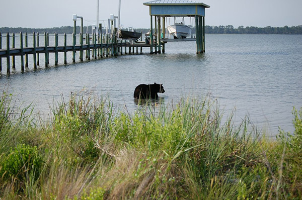 man saves bear from drowning