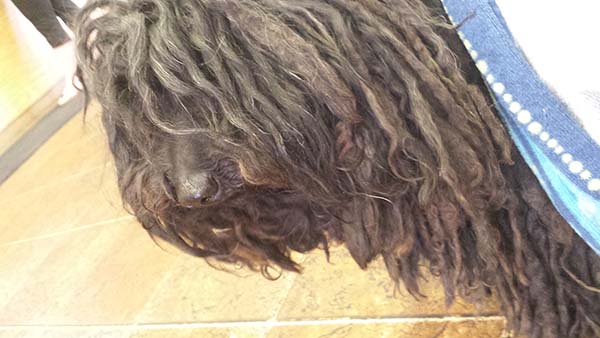 dog dreadlocks