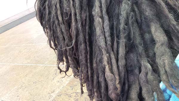 dog dreadlocks