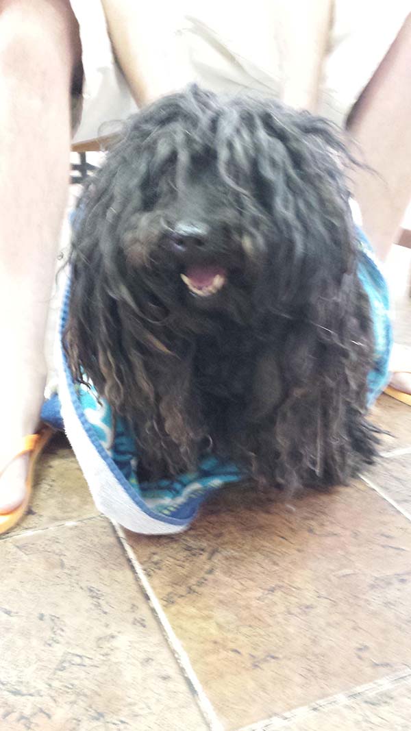 dog dreadlocks