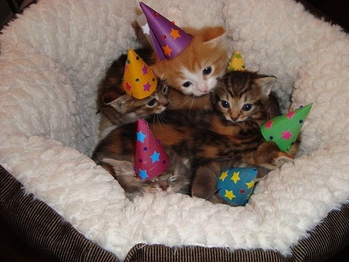 kitten party