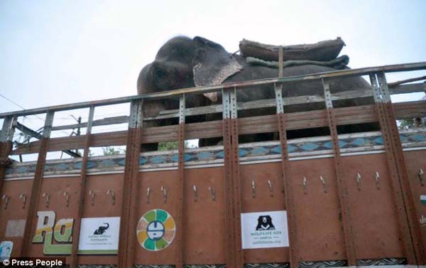 abused elephant 50 years saved