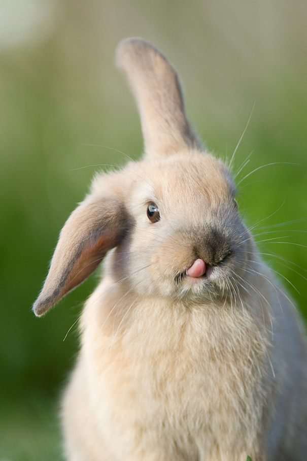 20 Glorious Photos Of Fluffy Bunnies Sticking Out Their Tongues