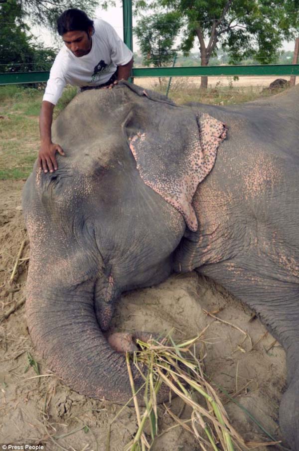 abused elephant 50 years saved