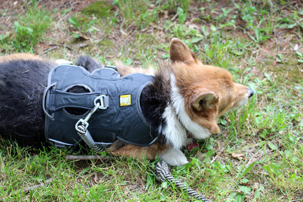 corgi wheel chair