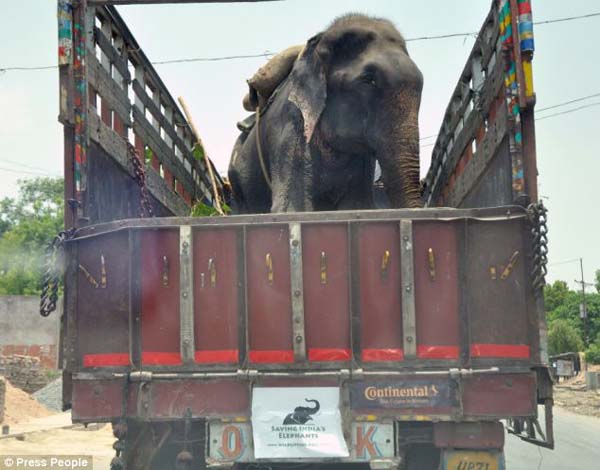 abused elephant 50 years saved