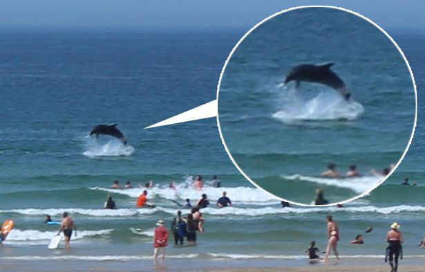 wild dolphins put on a show for beachgoers