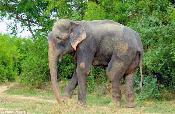 abused elephant 50 years saved