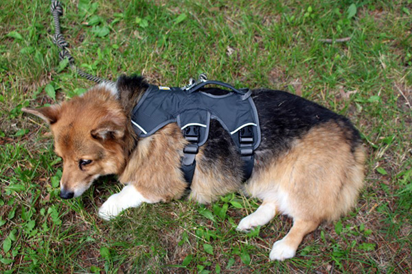 corgi wheel chair