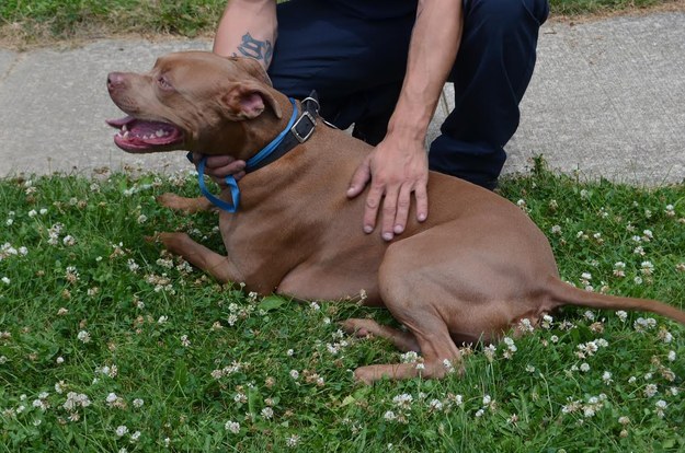 pitbull saves boy from burning house