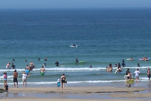 wild dolphins put on a show for beachgoers