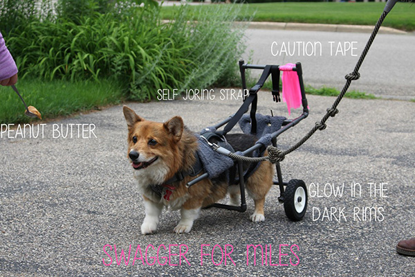 corgi wheel chair