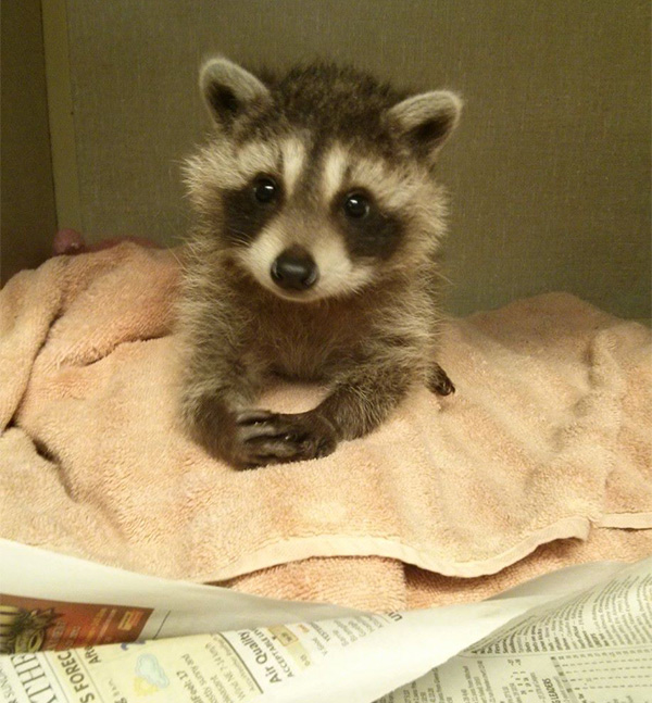 raccoon cute hands crossed