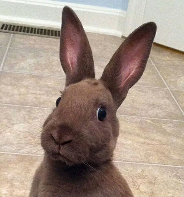 bunny face funny