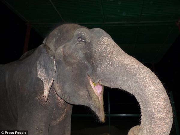 abused elephant 50 years saved